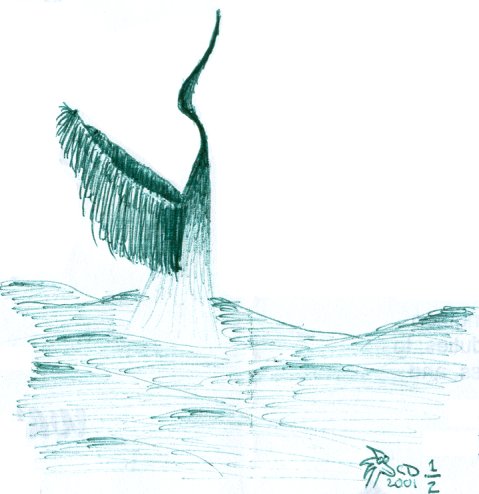 [Heron-like thing flying up out of water]